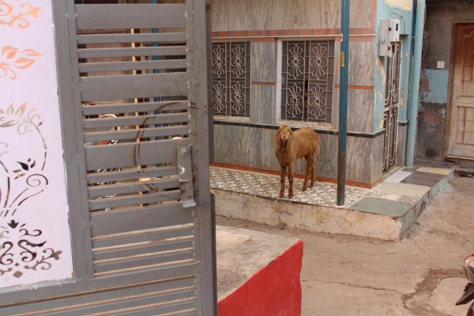 Little Prince Guest House & Homestay Bikaner Exterior photo